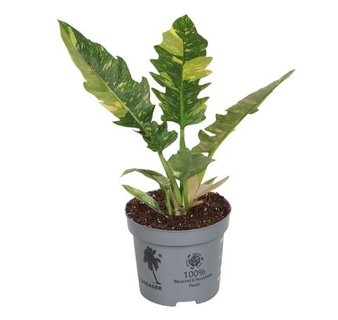Philodendron 'Ring of Fire'