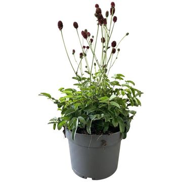 Sanguisorba officinalis 'Tanna'