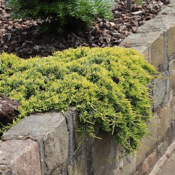 Juniperus horizontalis 'Golden Carpet'