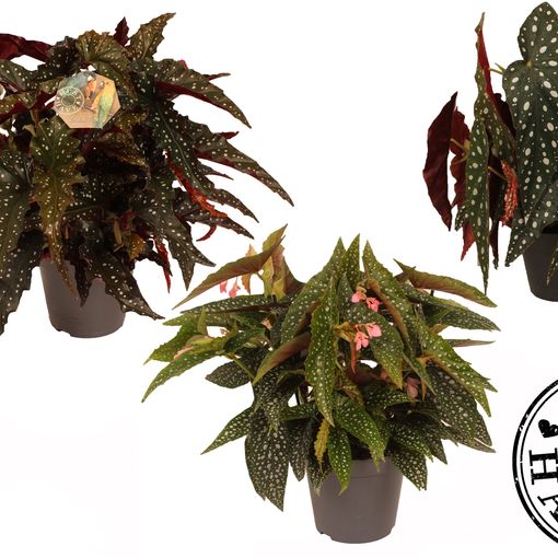 Begonia maculata MIX