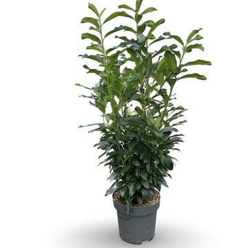Prunus laurocerasus GENOLIA