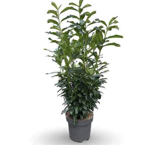 Prunus laurocerasus GENOLIA