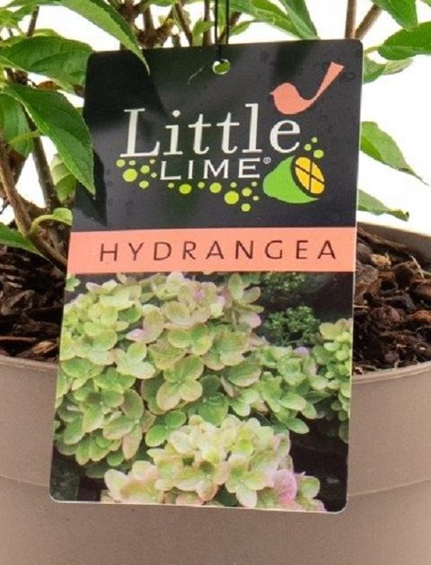 Hydrangea paniculata LITTLE LIME