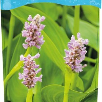 Pontederia cordata 'Pink Pons'