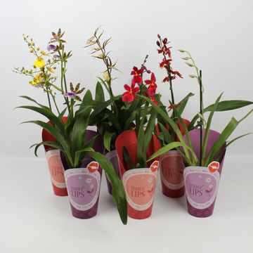 Orchid MIX