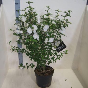 Hibiscus syriacus WHITE CHIFFON