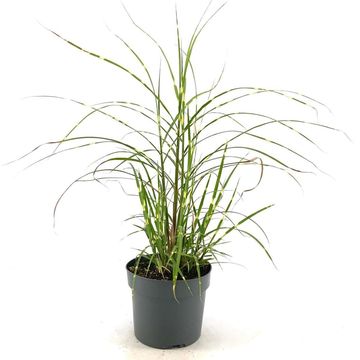 Miscanthus sinensis 'Strictus Dwarf'