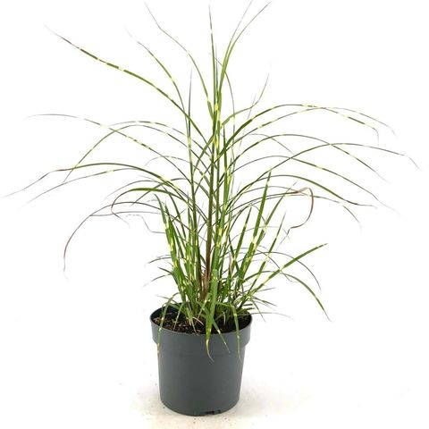 Miscanthus sinensis 'Strictus Dwarf'