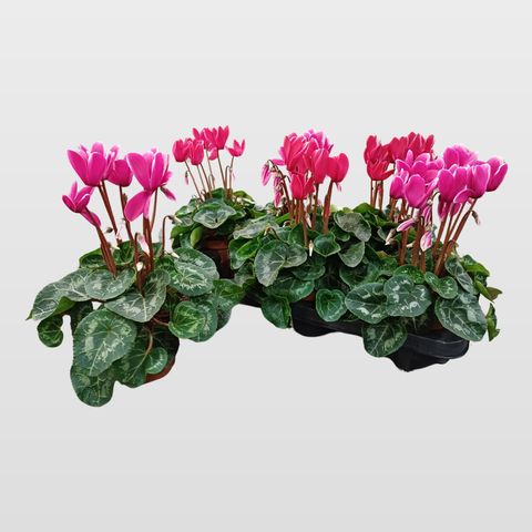 Cyclamen persicum SUPER SERIE S ALLURE FUJI MIX