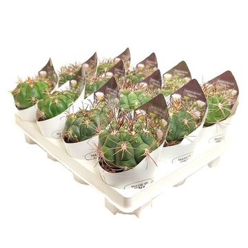 Gymnocalycium saglionis