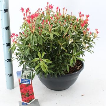 Pieris 'Forest Flame'