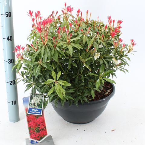 Pieris 'Forest Flame'