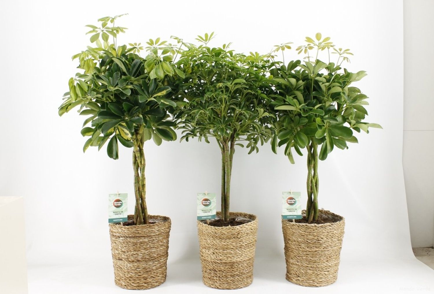 5.3FT Artificial Agave Tree - Realistic Faux Plant For Home Office Decor, Indoor/Outdoor, Flexible Trunks - View #6
