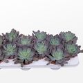 Echeveria 'Neon Breakers'