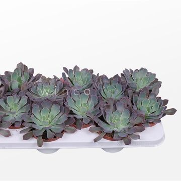 Echeveria 'Neon Breakers'