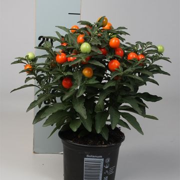 Solanum pseudocapsicum