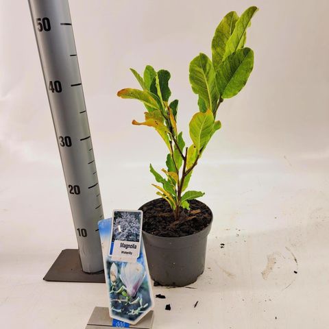 Magnolia stellata 'Waterlily'