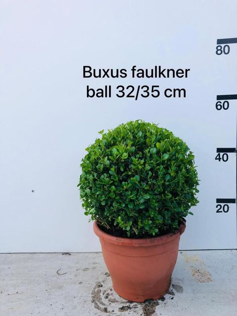 Buxus microphylla 'Faulkner'
