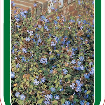 Ceratostigma willmottianum