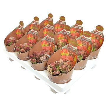 Adromischus marianae herrei 'Red Coral'