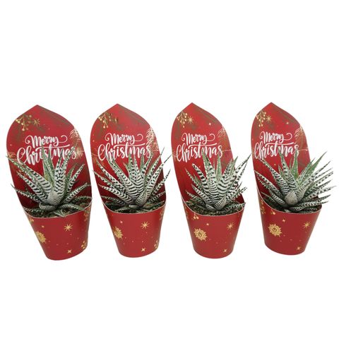 Haworthia fasciata 'Big Band'