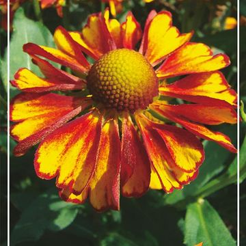 Helenium 'Can Can'