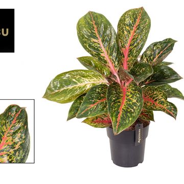 Aglaonema 'Orange Explosion'