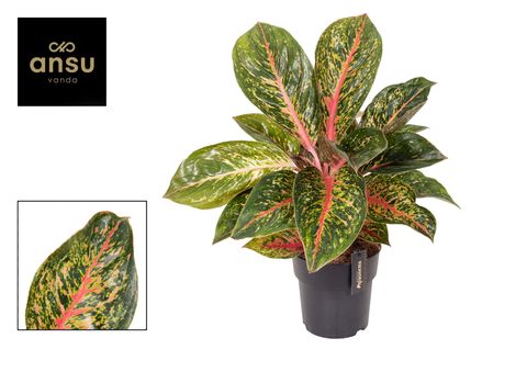 Aglaonema 'Orange Explosion'