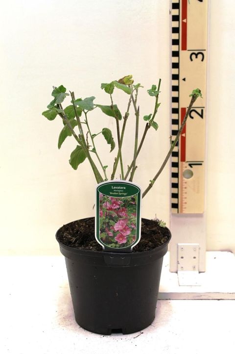 Lavatera 'Bredon Springs'
