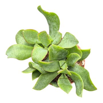 Crassula arborescens undilatifolia