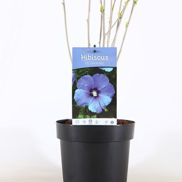 Hibiscus syriacus 'Озиау Блу'