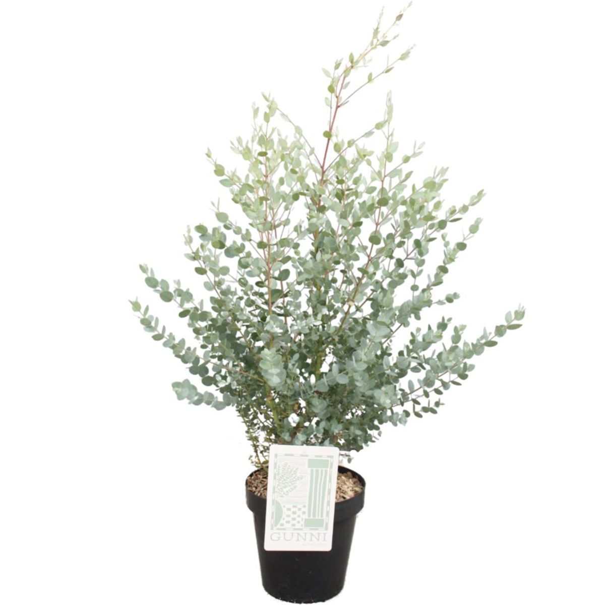 Eucalyptus gunnii — Plant Wholesale FlorAccess