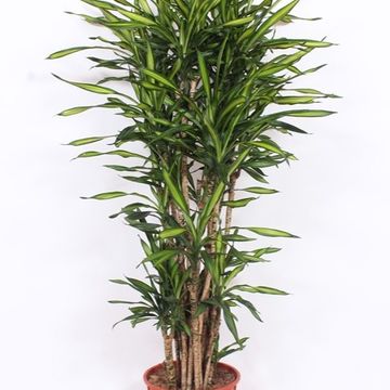 Dracaena fragrans RIKI