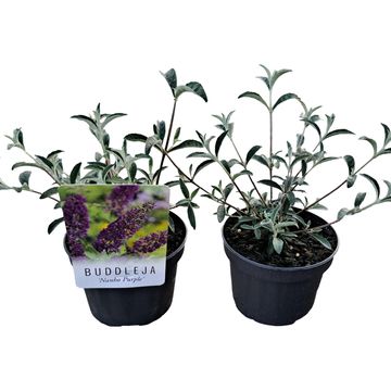 Buddleja davidii 'Nanho Purple'