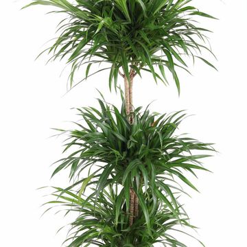 Dracaena reflexa 'Anita Variegata'