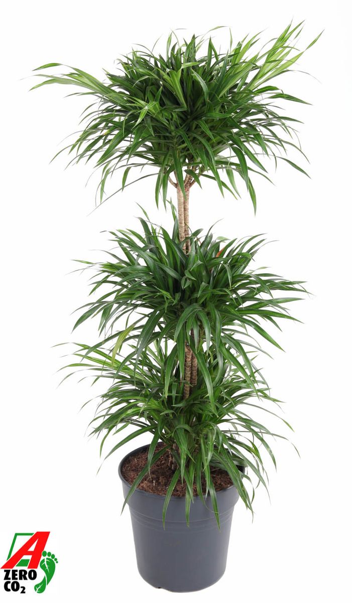 Dracaena reflexa 'Anita Variegata'  Plant Wholesale FlorAccess