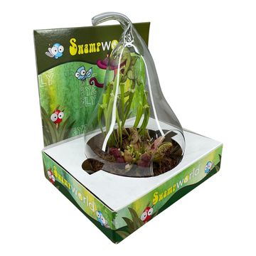 Аранжування Carnivorous plants