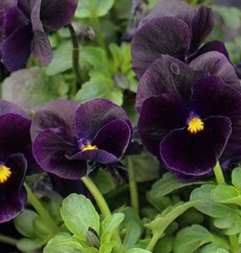 Viola cornuta