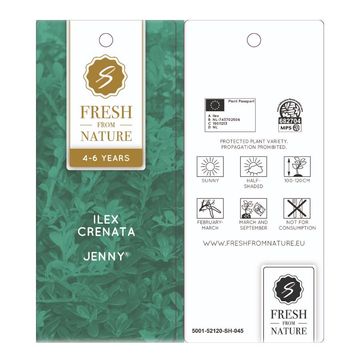 Ilex crenata 'Jenny'