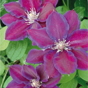 Clematis 'Julka' (EL)