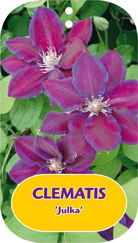 Clematis 'Julka' (EL)