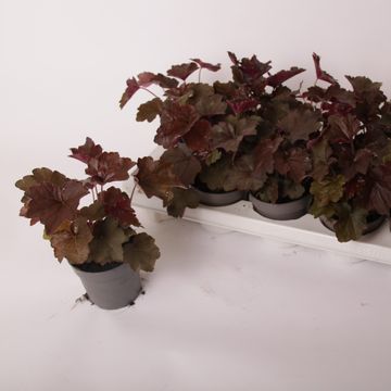 Heuchera micrantha 'Palace Purple'