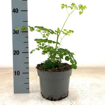 Thalictrum SPLENDIDE WHITE