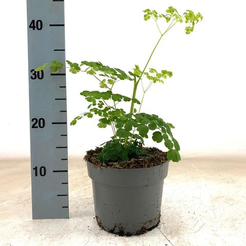 Thalictrum SPLENDIDE WHITE