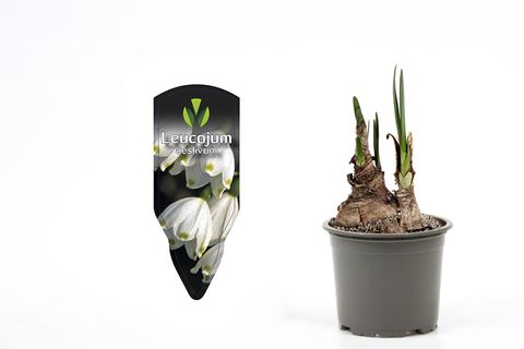 Leucojum aestivum