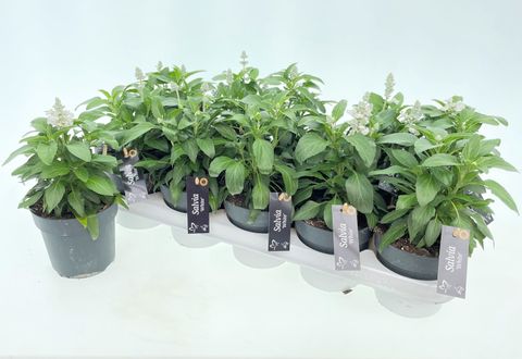 Salvia farinacea 'Farina White'