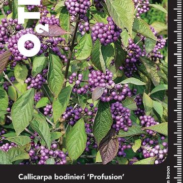 Callicarpa bodinieri 'Profusion'