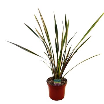 Phormium 'Sundowner'