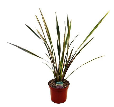 Phormium 'Sundowner'