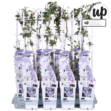 Clematis TRANQUILLITÉ